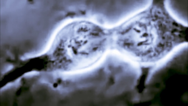 Video Reference: water, close up, macro photography, organism, tree, computer wallpaper