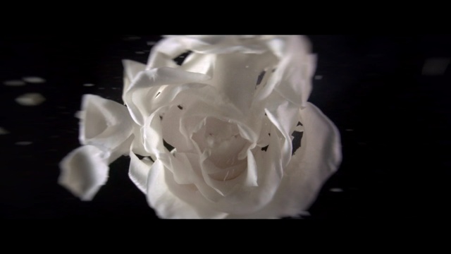 Video Reference: White, Petal, Flower, Plant, Rose, Rose family, Black-and-white, Garden roses, Still life photography, Art, Person