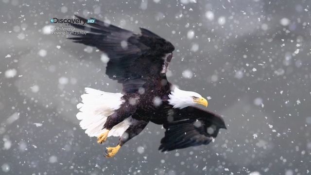 Video Reference: Bald eagle, Bird, Eagle, Bird of prey, Steller sea eagle, Beak, Accipitridae, Accipitriformes, Golden eagle, Organism