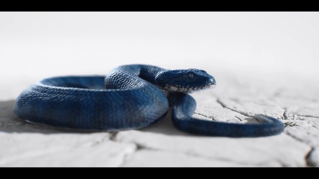 Video Reference: Serpent, Snake, Reptile, Scaled reptile, Colubridae, Eastern Indigo Snake, Viper, Wildlife, Elapidae, Rattlesnake