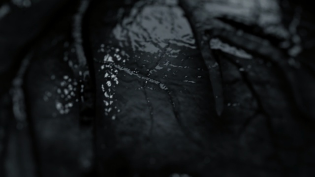 Video Reference: black, black and white, darkness, photography, light, close up, monochrome photography, macro photography, monochrome, tree