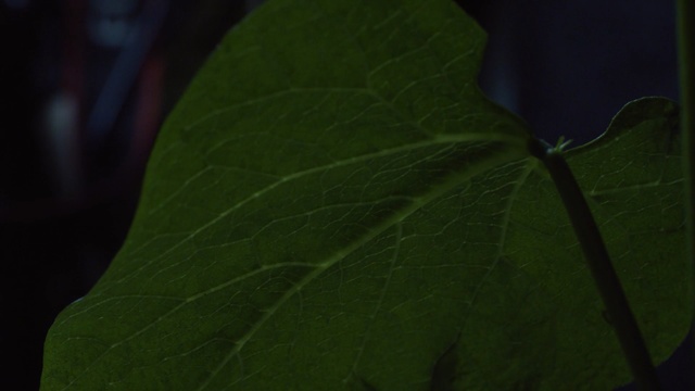Video Reference: Leaf, Green, Nature, Plant, Flower, Macro photography, Close-up, Plant stem, Banana leaf, Grass
