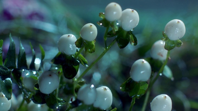Video Reference: White, Water, Flower, Plant, Dew, Botany, Leaf, Moisture, Spring, Macro photography