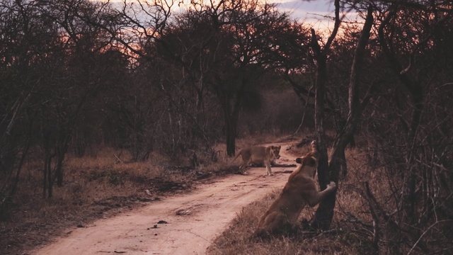 Video Reference: Nature, Woodland, Natural environment, Forest, Tree, Wilderness, Natural landscape, Biome, Wildlife, Morning