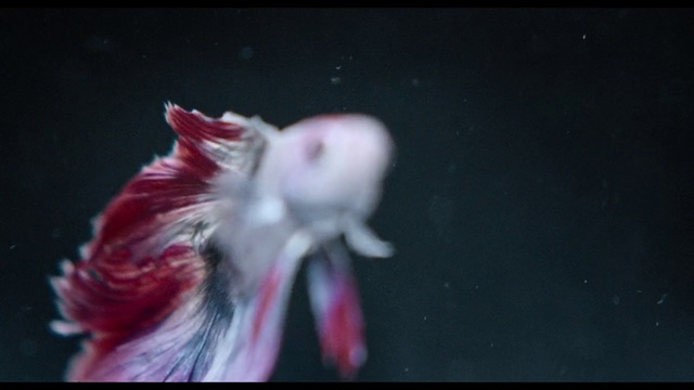 Video Reference: Pink, Organism, Mouth, Tail
