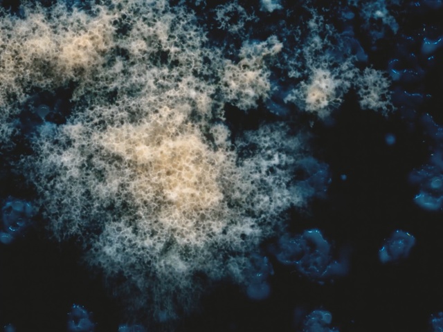 Video Reference: Blue, Nature, Sky, Atmosphere, Space, Outer space, Water, Organism, Pattern, Design