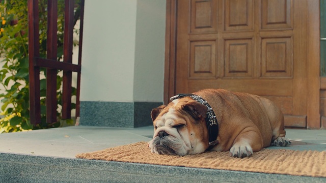 Video Reference: dog, dog like mammal, dog breed, mammal, bulldog, dog breed group, old english bulldog, snout, olde english bulldogge, carnivoran