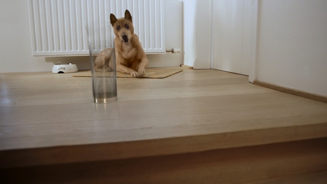 Video Reference: dog, hunting dog, terrier, canine, domestic animal, pet