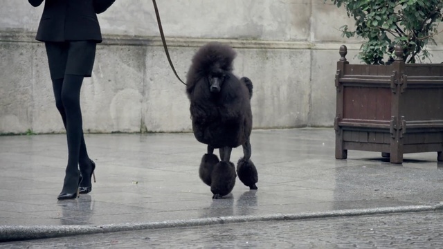 Video Reference: Dog, Canidae, Dog breed, Poodle, Companion dog, Standard Poodle, Sporting Group, Conformation show, Snout, Carnivore, Person