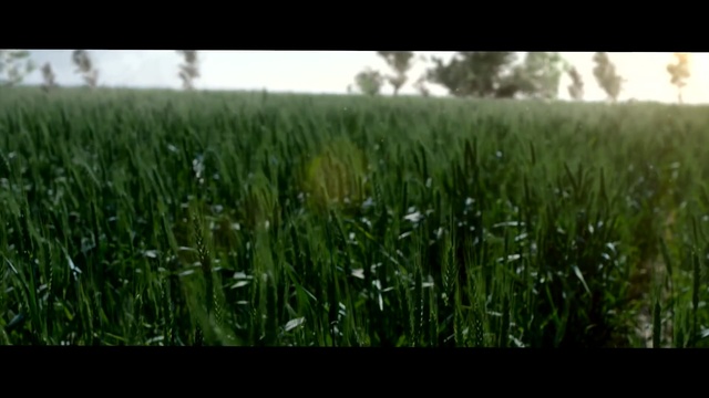 Video Reference: grass, green, field, crop, ecosystem, grass family, wheatgrass, plant, grassland, agriculture