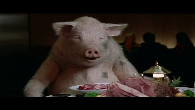 Video Reference: Mammal, Domestic pig, Vertebrate, Suidae, Nose, Snout, Head, Skin, Livestock, Fur