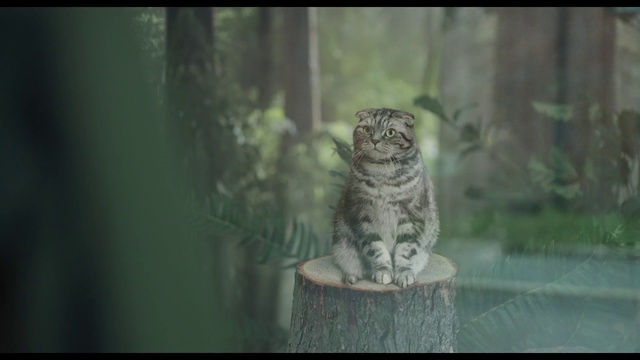 Video Reference: Green, Owl, Felidae, Wildlife, Tree, Adaptation, Snout, Organism, Whiskers, Trunk, Animal, Sitting, Cat, Looking, Window, Photo, Small, Glass, Grey, White, Mirror, Perched, Black, Reflection, Standing, Bird, Vase, Carnivore