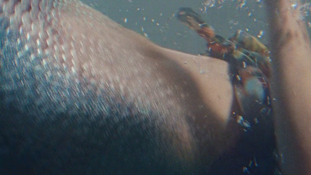 Video Reference: Water, Underwater, Organism, Marine mammal