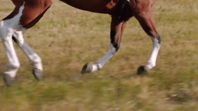 Video Reference: Horse, Bridle, Splint boots, Mare, Mane, Stallion, Foal, Mustang horse, Grazing, Recreation