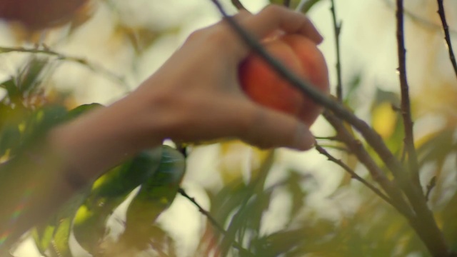 Video Reference: Leaf, Branch, Plant, Botany, Tree, Flower, Plant stem, Twig, Art