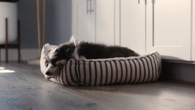 Video Reference: Mammal, Cat, Carnivore, Canidae, Dog, Felidae, Companion dog, Nap, Small to medium-sized cats, Tail