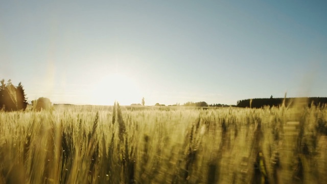 Video Reference: field, sky, grass family, grass, sunlight, morning, crop, wheat, prairie, grassland, Person