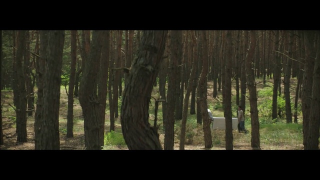 Video Reference: Tree, Woodland, Forest, Nature, Natural environment, Green, Old-growth forest, Vegetation, Trunk, Northern hardwood forest