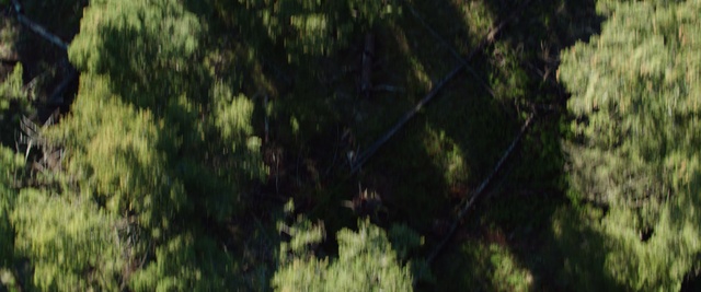 Video Reference: Nature, Green, Vegetation, Tree, Natural environment, Forest, Jungle, Leaf, Nature reserve, Biome