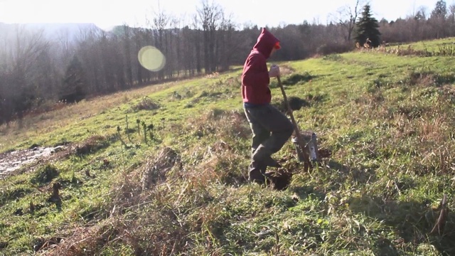 Video Reference: ecosystem, grass, tree, plant, grassland, grass family, field, soil, meadow, pasture