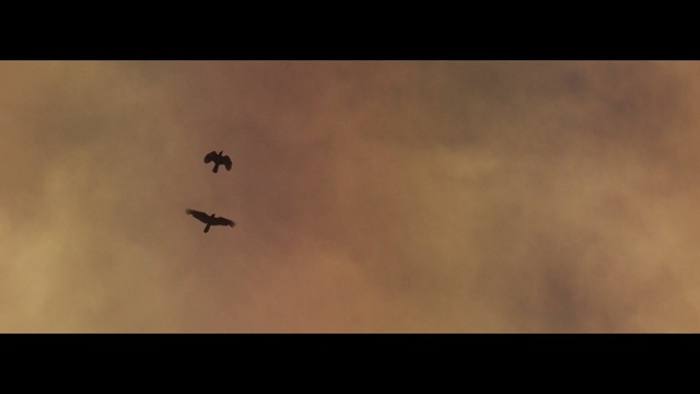 Video Reference: sky, atmosphere, fauna, morning, sunlight, wildlife, computer wallpaper, wing, darkness, ecoregion