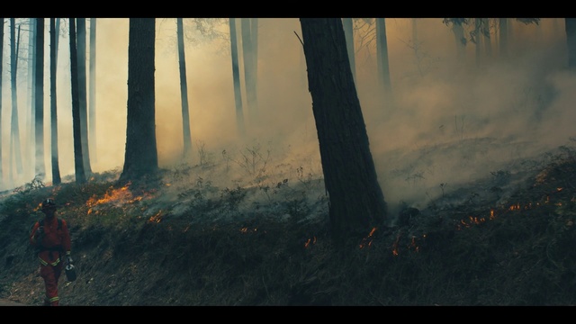 Video Reference: Nature, Tree, Forest, Natural environment, Woodland, Atmospheric phenomenon, Atmosphere, Biome, Sunlight, Morning