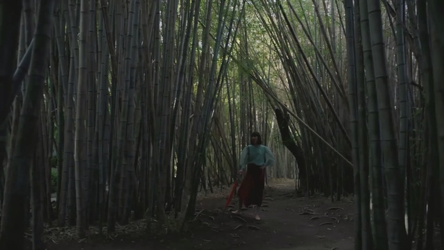 Video Reference: Bamboo, Woodland, Tree, Forest, Natural environment, Old-growth forest, Biome, Grove, Plant, Temperate coniferous forest