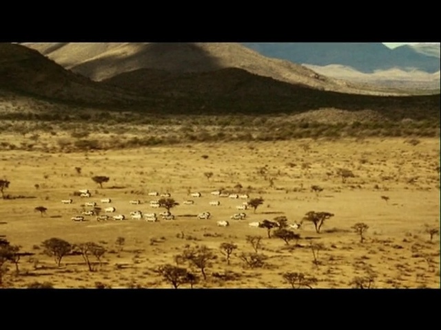 Video Reference: herd, ecosystem, wilderness, savanna, plain, grassland, ecoregion, steppe, wildlife, tundra