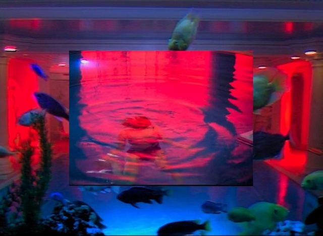 Video Reference: Light, Lighting, Aquarium, Organism, Freshwater aquarium, Technology, Fish, Fish