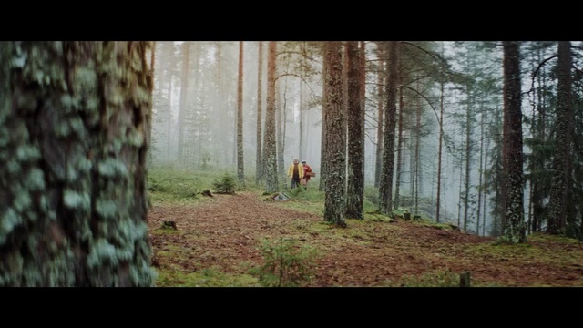 Video Reference: Woodland, Forest, Tree, Nature, Natural environment, Old-growth forest, Wilderness, Northern hardwood forest, Trunk, Woody plant