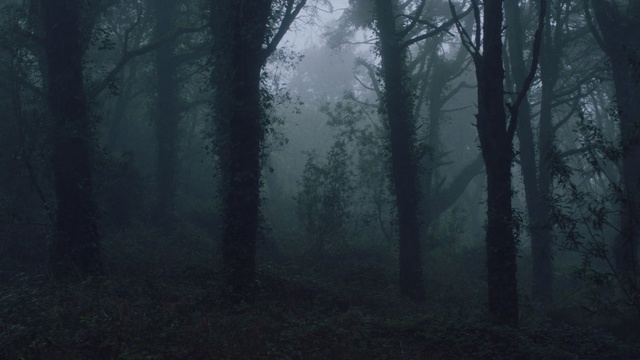 Video Reference: Nature, Forest, Mist, Atmospheric phenomenon, Tree, Woodland, Fog, Natural environment, Atmosphere, Spruce-fir forest