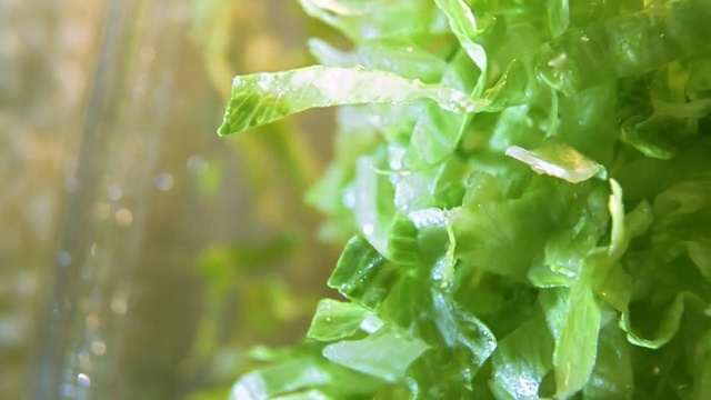 Video Reference: Green, Leaf, Leaf vegetable, Plant, Vegetable, Vegetarian food, Lettuce, Flower, Food