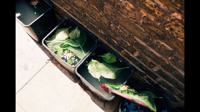 Video Reference: Plant