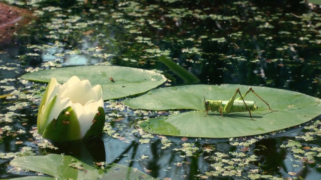 Video Reference: Aquatic plant, Flower, fragrant white water lily, water lily, Pond, broadleaf pond lily, Plant, Botany, Leaf, Water