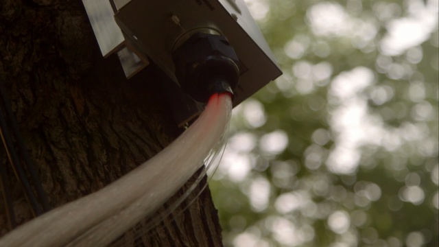 Video Reference: tree, wood, sunlight, plant, grass