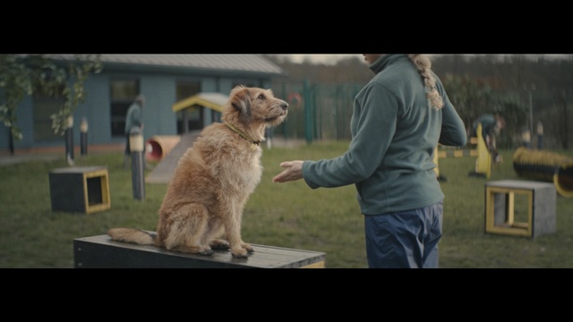 Video Reference: Mammal, Vertebrate, Dog breed, Dog, Canidae, Carnivore, Sporting Group, Photography, Wildlife, Border terrier