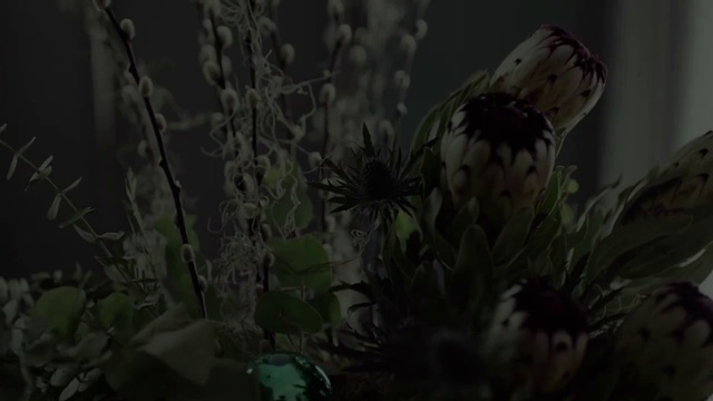 Video Reference: Nature, Vegetation, Natural environment, Plant, Leaf, Darkness, Flower, Tree, Organism, Still life photography