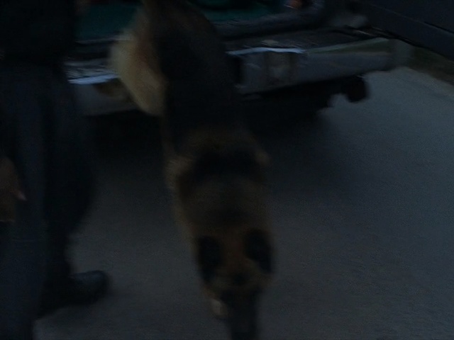 Video Reference: Canidae, Dog, Dog breed, Carnivore, Floor, Sporting Group, Tail, Flooring, Darkness, Non-Sporting Group, Person