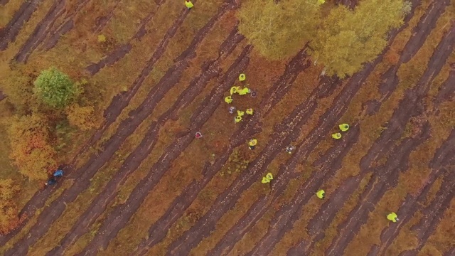 Video Reference: Brown, Wood stain, Wood, Yellow, Pattern, Hardwood, Leaf, Design, Organism, Geology