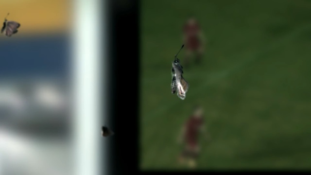 Video Reference: insect, ecosystem, macro photography, pest, fly, pollinator, bird, membrane winged insect, water, hummingbird