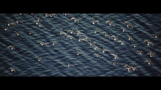 Video Reference: Flock, Bird, Bird migration, Seabird, Animal migration, Sky, Wildlife, Adaptation, Water bird, Pattern