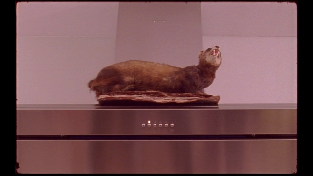 Video Reference: Cat, Tail, Felidae, Sitting, Indoor, Looking, Television, Front, Screen, White, Brown, Black, Monitor, Table, Laying, Orange, Standing, Mirror, Shelf, Perched, Bookshelf, Refrigerator, Animal, Text, Carnivore, Colored