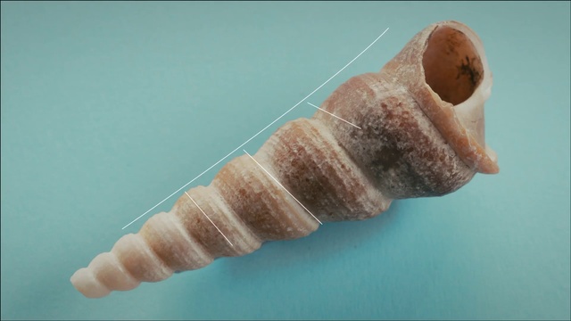 Video Reference: Finger, Sea snail, Tooth