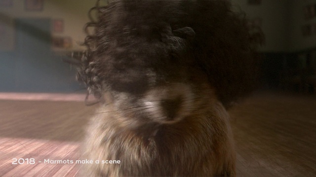 Video Reference: Dog, Canidae, Snout, Dog breed, Fur, Irish soft-coated wheaten terrier, Terrier, Carnivore, Indoor, Cat, Sitting, Looking, Front, Standing, Blurry, Brown, Room, Close, Black, White, Bed, Laying, Animal, Mammal, Staring