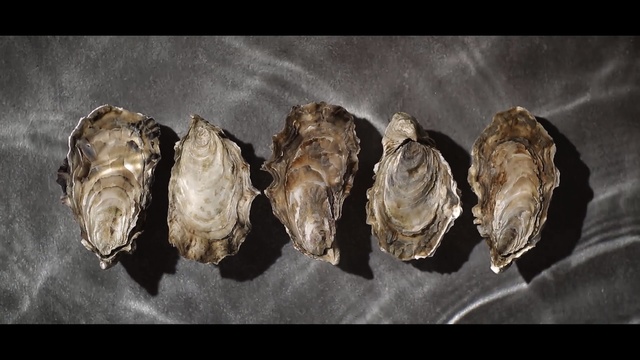 Video Reference: clams oysters mussels and scallops, oyster, organism, animal source foods