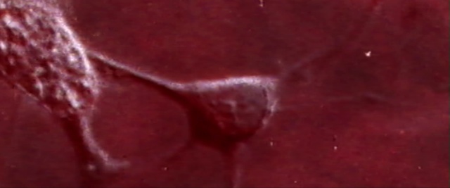 Video Reference: Red, Maroon, Close-up, Macro photography, Flesh, Photography, Petal