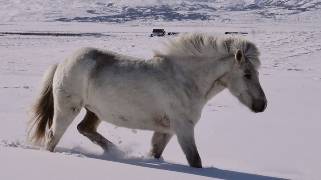 Video Reference: horse, snow, horse like mammal, mane, mustang horse, pony, mare, stallion, wildlife, winter