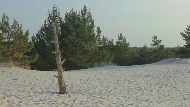 Video Reference: Sand, Tree, Natural environment, Atmospheric phenomenon, Wilderness, Biome, Woody plant, Ecoregion, Shore, Landscape, Person