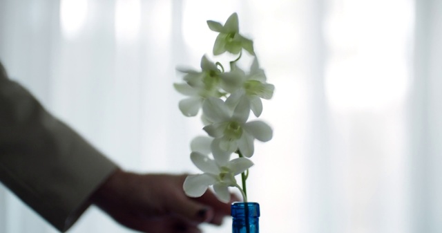 Video Reference: Flower, White, Plant, Flowering plant, Flowerpot, Houseplant, Dendrobium, Cut flowers, Moth Orchid, Plant stem