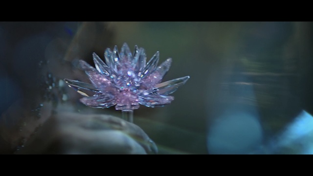 Video Reference: water, close up, macro photography, darkness, organism, flora, computer wallpaper, flower, sea anemone, marine biology